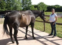 Horse ‘attacked by big cat’