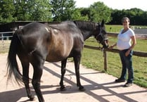 Horse ‘attacked by big cat’