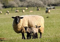 Dog attack costs farmer