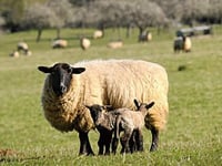 Dog attack costs farmer