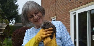 Animal loving couple continue to foster hoglets in Ross-on-Wye