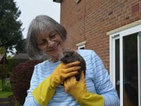 Animal loving couple continue to foster hoglets in Ross-on-Wye
