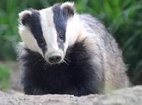 Badger Cull is given the go ahead in South Herefordshire