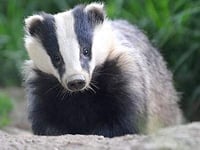 Badger Cull is given the go ahead in South Herefordshire