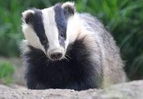 Badger Cull is given the go ahead in South Herefordshire