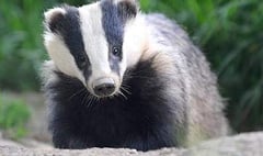 Badger Cull is given the go ahead in South Herefordshire