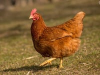 New advice for poultry keepers in Herefordshire