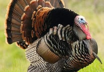 Herefordshire residents reminded to keep all poultry inside following bird flu outbreak in UK