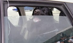 RSPCA warning – dogs die in hot cars