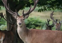 Police on poacher alert in Ross-on-Wye, Monmouth and the Forest of Dean