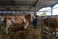 Pedigree herd successfully sold at Ross Cattle Market