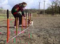 Hartpury students jump at the chance to help with national dog agility show