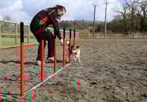 Hartpury students jump at the chance to help with national dog agility show