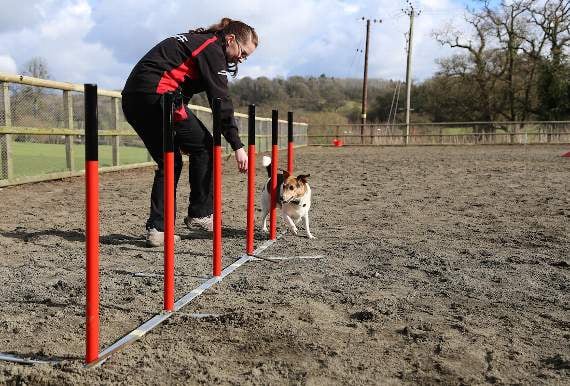 Hartpury students jump at the chance to help with national dog agility show