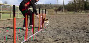 Hartpury students jump at the chance to help with national dog agility show