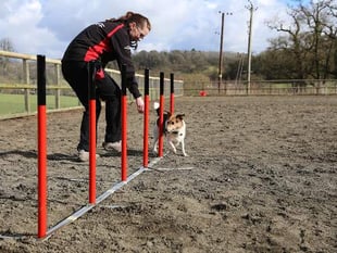 Hartpury students jump at the chance to help with national dog agility show