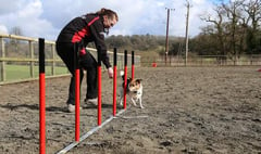 Hartpury students jump at the chance to help with national dog agility show