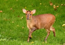 Muntjac deer loose in Ross-on-Wye