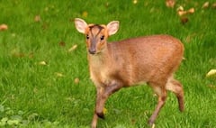 Muntjac deer loose in Ross-on-Wye