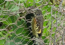 Snake rescued by the RSPCA