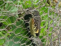 Snake rescued by the RSPCA