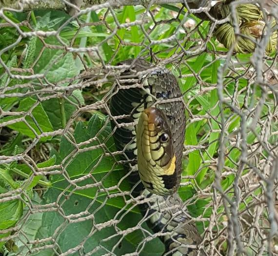 Snake rescued by the RSPCA