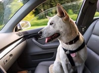 Don’t leave dogs in hot cars