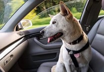 Don’t leave dogs in hot cars