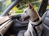 Don’t leave dogs in hot cars