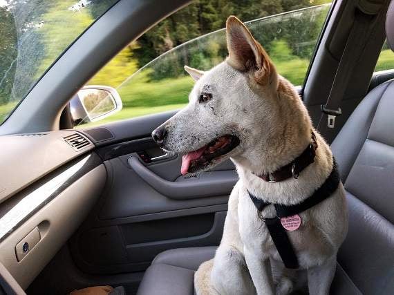 Don’t leave dogs in hot cars