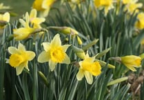 Weather causes serious challenges for Golden Triangle Daffodil Weekend