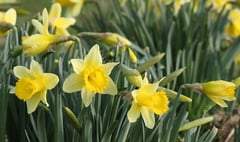 Weather causes serious challenges for Golden Triangle Daffodil Weekend