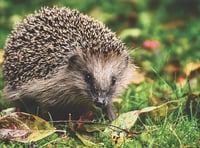 Call for hedgehog sightings