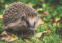Call for hedgehog sightings