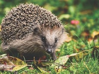 Call for hedgehog sightings