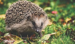 Call for hedgehog sightings