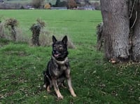New home for Quest needed