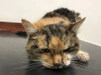 Warning after cat dies from chemicals