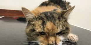 Warning after cat dies from chemicals