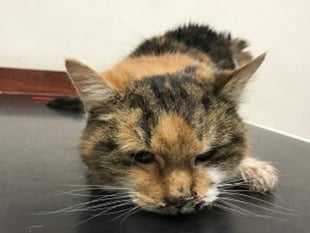 Warning after cat dies from chemicals