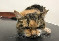 Warning after cat dies from chemicals