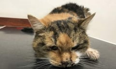 Warning after cat dies from chemicals