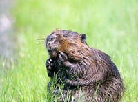 Beavers arrive in the Forest of Dean