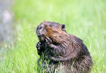 Beavers arrive in the Forest of Dean