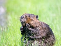 Beavers arrive in the Forest of Dean