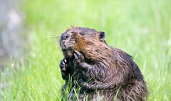 Beavers arrive in the Forest of Dean