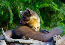 Rare animal could be returning to Forest of Dean