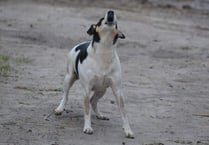 Antisocial dog owners in Ross-on-Wye