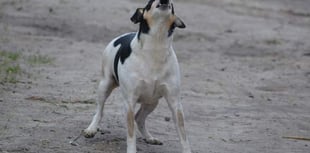 Antisocial dog owners in Ross-on-Wye