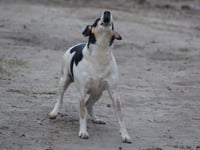 Antisocial dog owners in Ross-on-Wye